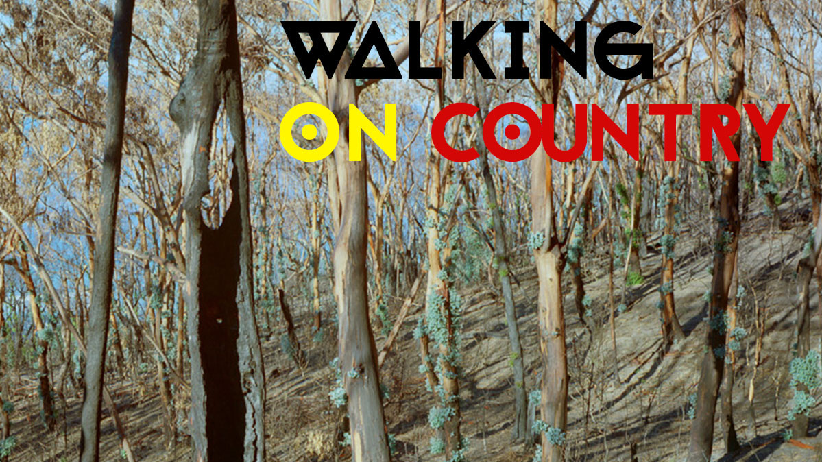 Featured image for WinterWild event with Inala Cooper. Image is a photo of a recently burnt Australian forest with the text Walking on Country overlayed in black, yellow and red colours